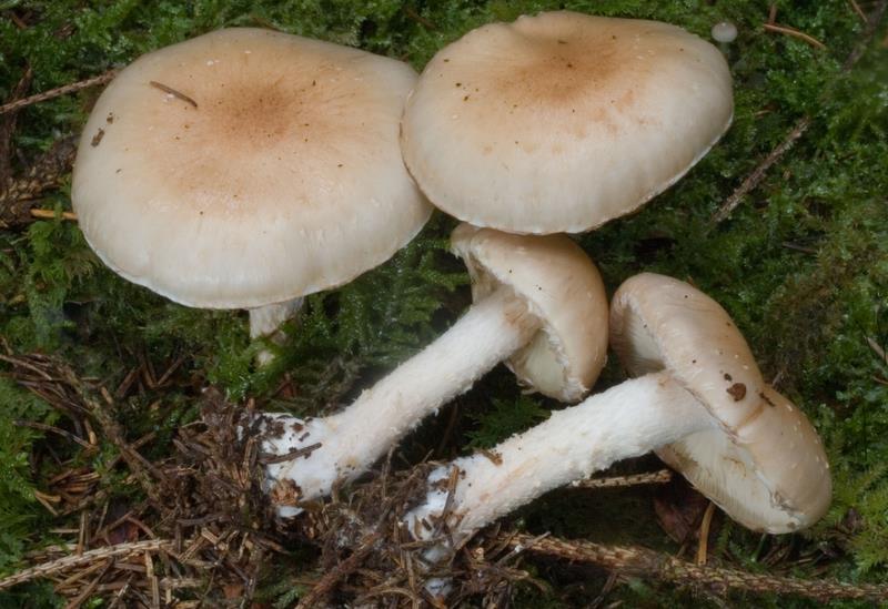 Pholiota lenta